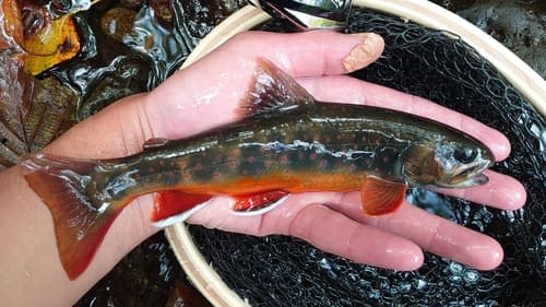 Asian Dolly Varden