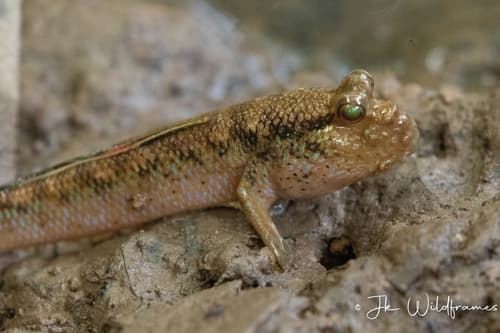 Asian Dwarf Mudskipper