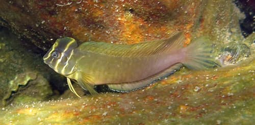 Asian Estuarine Blenny