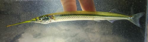 Asian Pencil Halfbeak