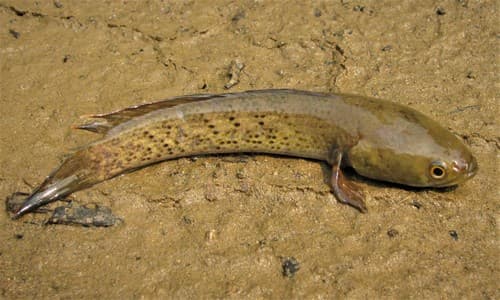 Assamese Snakehead