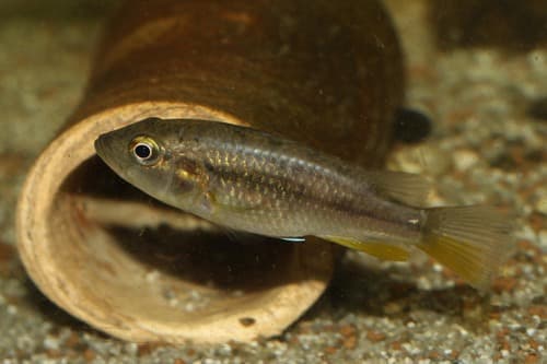 Astatotilapia gigliolii