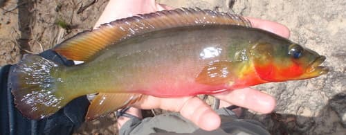 Atabo Red Pike-Cichlid