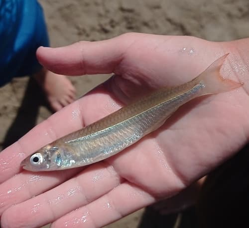 Atherinella brasiliensis