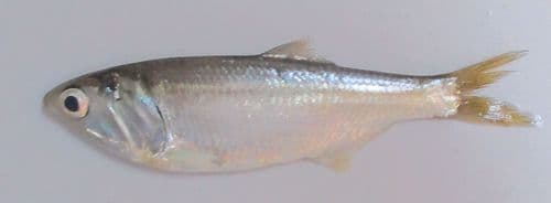 Atlantic Anchoveta
