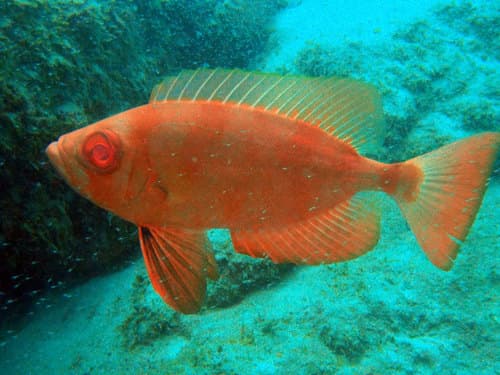 Atlantic Bigeye