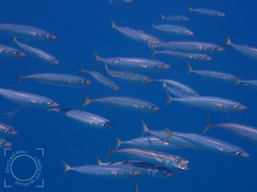 Atlantic Chub Mackerel