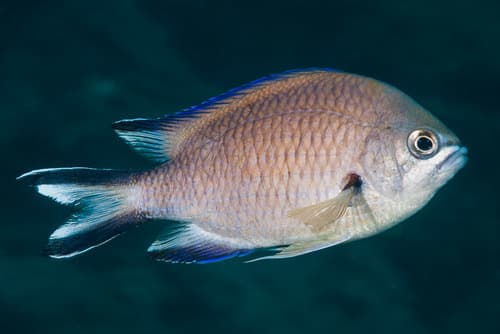 Atlantic Damselfish