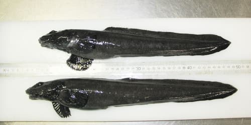 Atlantic Eelpout