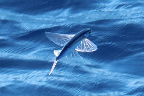 Atlantic Flyingfish