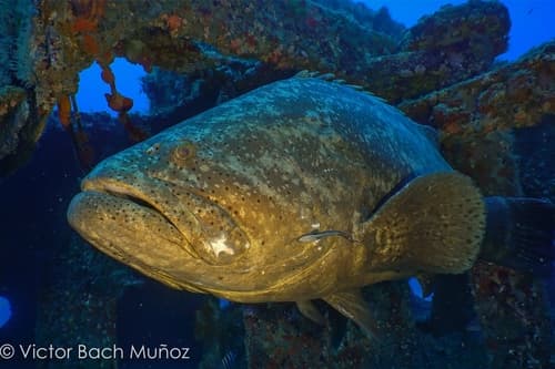Atlantic Goliath Grouper