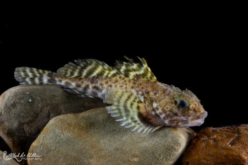 Atlantic Hookear Sculpin
