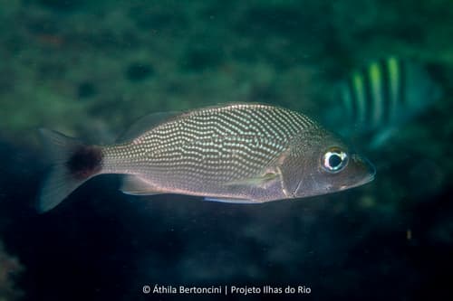 Atlantic Latin Grunt