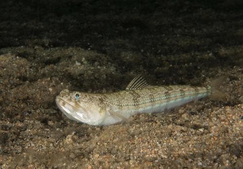Atlantic Lizardfish