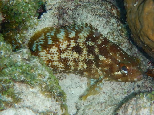 Atlantic Mutton Hamlet