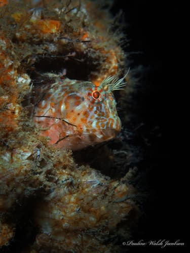 Atlantic Oyster Blenny