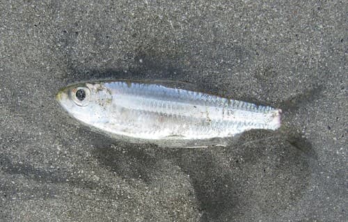 Atlantic Piquitinga