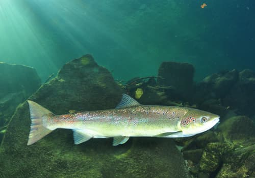 Atlantic Salmon