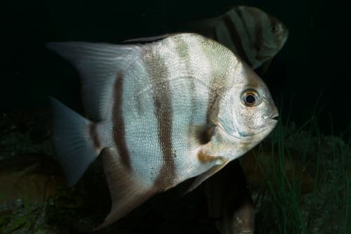 Atlantic Spadefish
