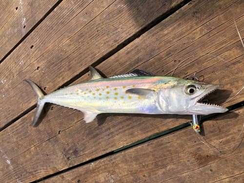 Atlantic Spanish Mackerel