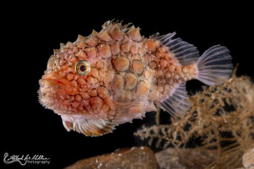 Atlantic Spiny Lumpsucker