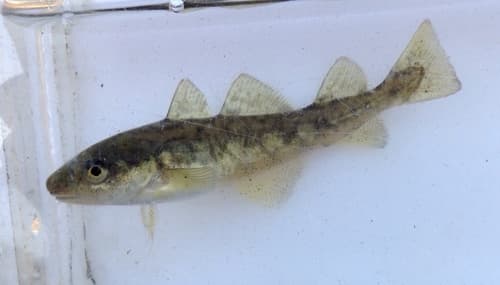 Atlantic Tomcod