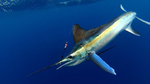 Atlantic White Marlin