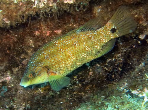 Atlantic Wrasse