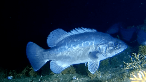 Atlantic Wreckfish