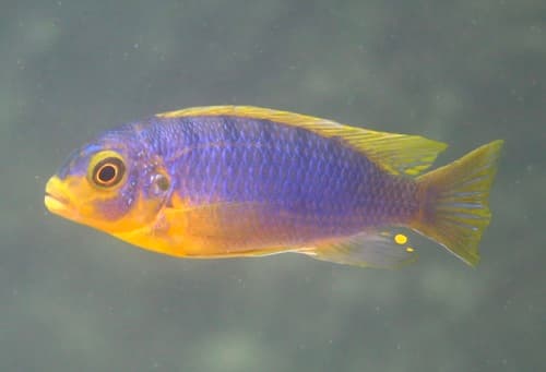 Aurora Cichlid