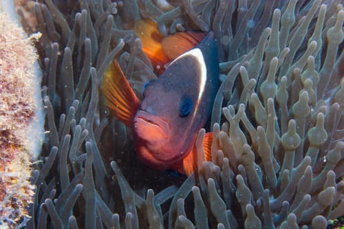 Australian Anemonefish