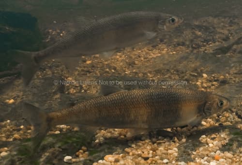 Australian Grayling