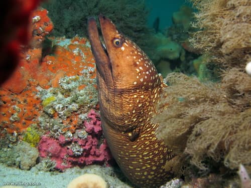 Australian Mottled Moray