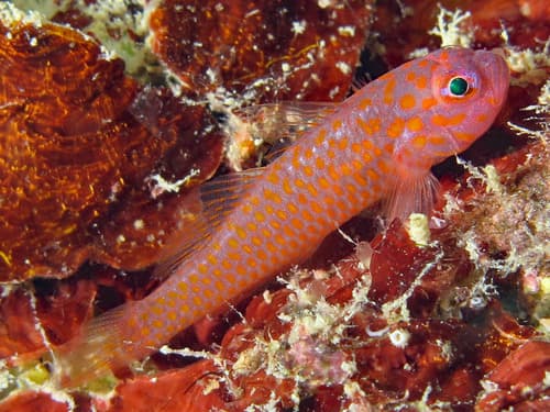 Australian Pygmygoby