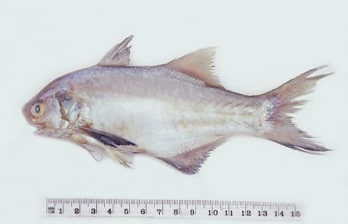Australian Threadfin