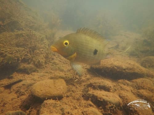 Australoheros ykeregua