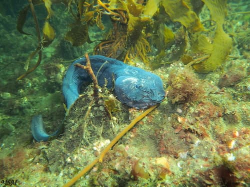 Patagonian Eelpout