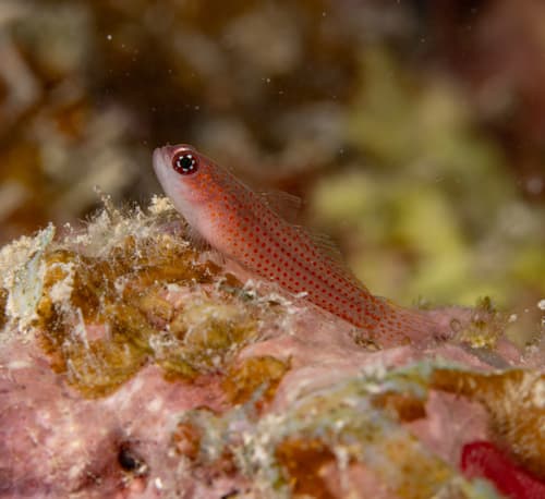 Avidor's Pygmygoby