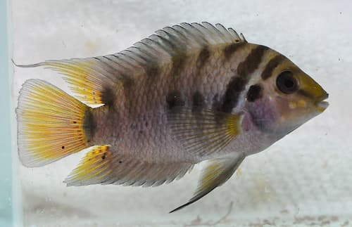 Avocado Cichlid