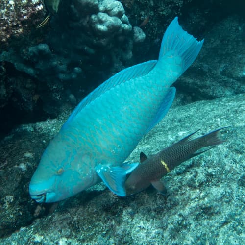 Azure Parrotfish