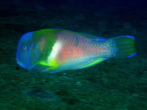 Azurio Tuskfish