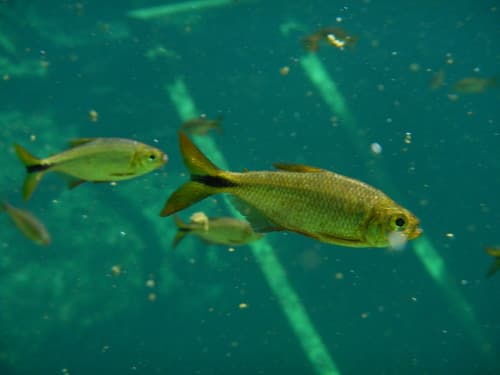 Bacalar Tetra