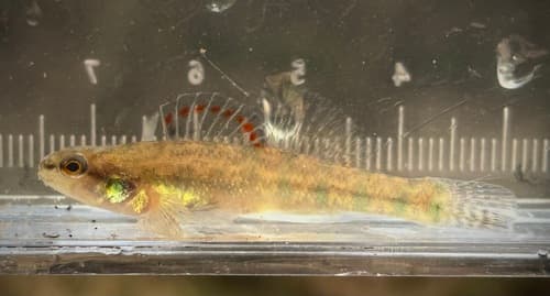 Backwater Darter