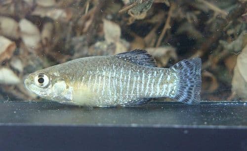 Baetican toothcarp