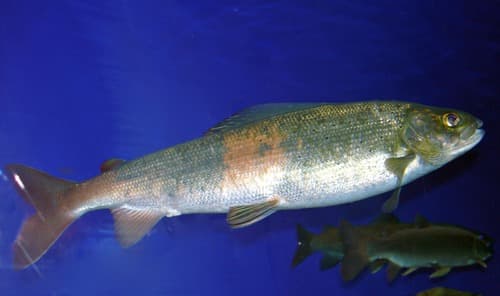 Baikal Black Grayling