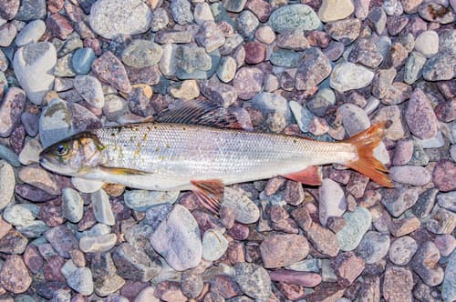 Baikal White Grayling