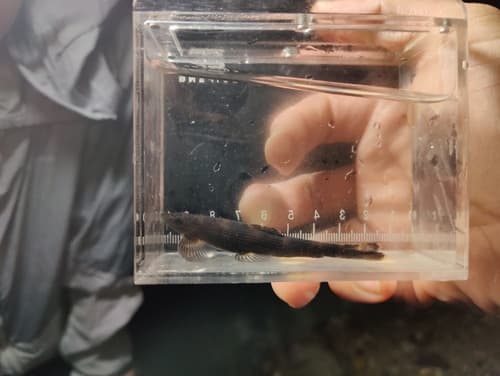 Zollinger's Hillstream Loach