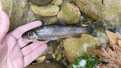 Balkan Brook Trout