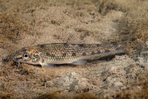 Balkan Gudgeon