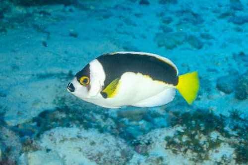Ballina Angelfish